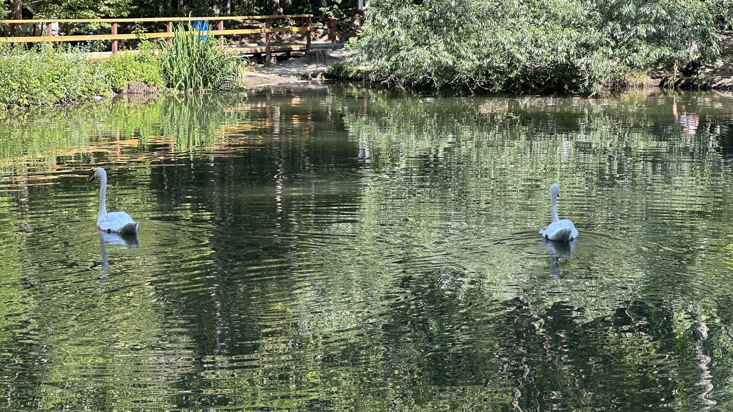 Ялтинский заповедник